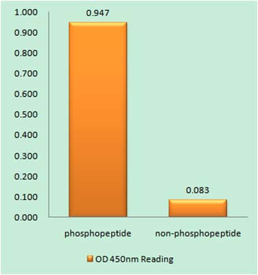 FoxO4 (phospho Ser197)兔多抗,FoxO4 (phospho Ser197) Rabbit Polyclonal Antibody
