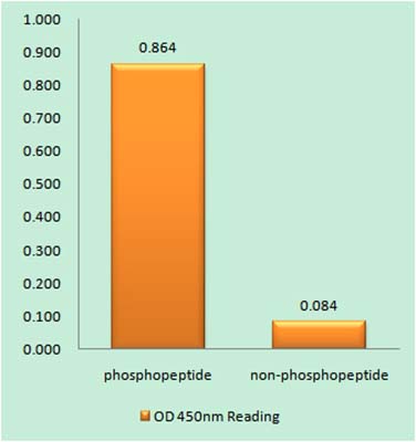 Histone H2A.X (phospho Ser139)兔多抗,Histone H2A.X (phospho Ser139) Rabbit Polyclonal Antibody