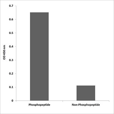 Hrs (phospho Tyr216)兔多抗,Hrs (phospho Tyr216) Rabbit Polyclonal Antibody