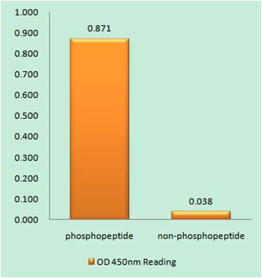 JAK2 (phospho Tyr221)兔多抗,JAK2 (phospho Tyr221) Rabbit Polyclonal Antibody