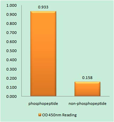 JAK2 (phospho Tyr931)兔多抗,JAK2 (phospho Tyr931) Rabbit Polyclonal Antibody