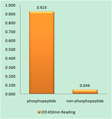 Rb (phospho Ser608)兔多抗,Rb (phospho Ser608) Rabbit Polyclonal Antibody