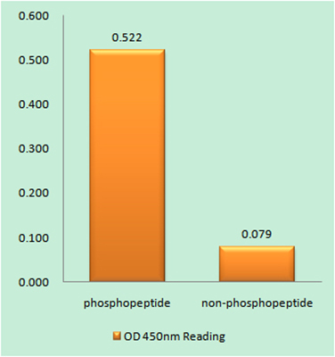 Rhodopsin (phospho Ser334)兔多抗,Rhodopsin (phospho Ser334) Rabbit Polyclonal Antibody