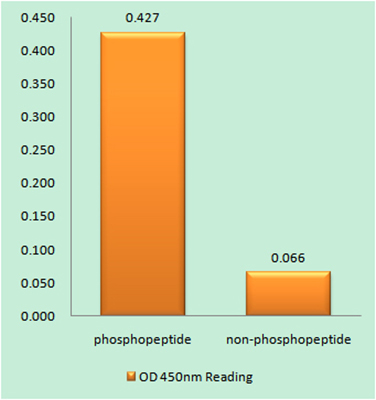 Ribosomal Protein S6 (phospho Ser235)兔多抗,Ribosomal Protein S6 (phospho Ser235) Rabbit Polyclonal Antibody