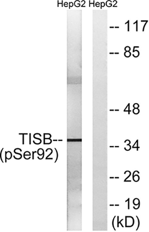 TIS11B (phospho Ser92)兔多抗,TIS11B (phospho Ser92) Rabbit Polyclonal Antibody
