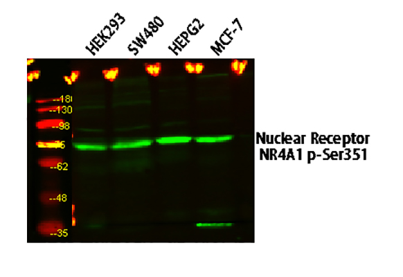 Nuclear Receptor NR4A1 (Phospho-Ser351)兔多抗,Nuclear Receptor NR4A1 (Phospho-Ser351) Rabbit Polyclonal Antibody