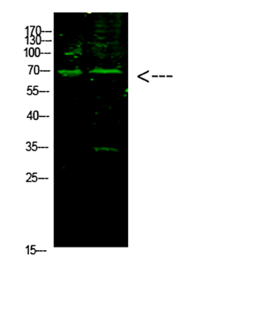 E2F-1 (Acetyl-K117)兔多抗,E2F-1 (Acetyl-K117) Rabbit Polyclonal Antibody