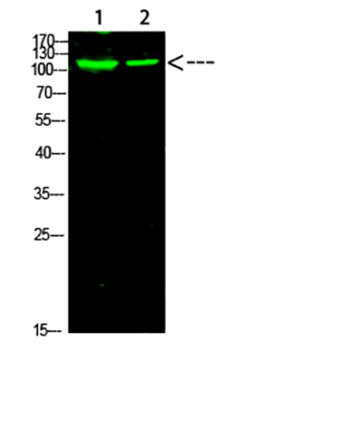 PARP-1 (Acetyl-K521)兔多抗,PARP-1 (Acetyl-K521) Rabbit Polyclonal Antibody