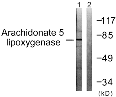 5-LO兔多抗,5-LO Rabbit Polyclonal Antibody