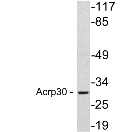 Acrp30兔多抗,Acrp30 Rabbit Polyclonal Antibody