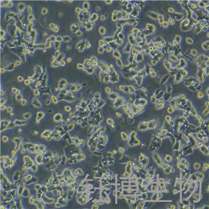 LS1034（人结肠腺癌细胞）YB-71842HC