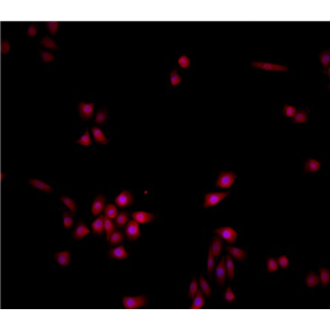 小鼠骨髓中性粒细胞,Mouse bone marrow neutrophils