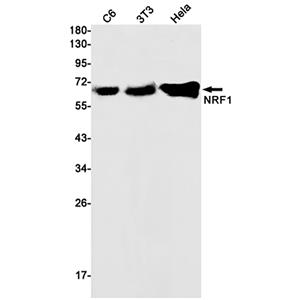 NRF1 (8F9)兔单抗,NRF1 (8F9) Rabbit Monoclonal Antibody