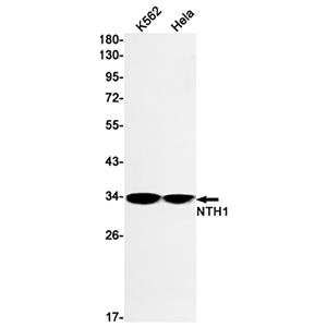 NTH1 (12T15)兔单抗,NTH1 (12T15) Rabbit Monoclonal Antibody