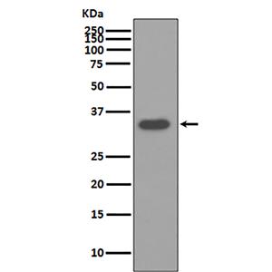 Osteopontin (10W13)兔单抗,Osteopontin (10W13) Rabbit Monoclonal Antibody