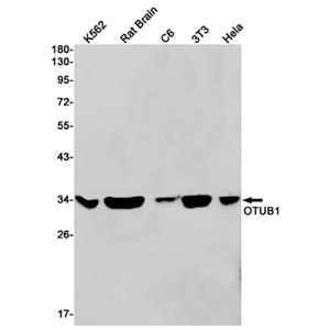 OTUB1 (7P2)兔单抗,OTUB1 (7P2) Rabbit Monoclonal Antibody