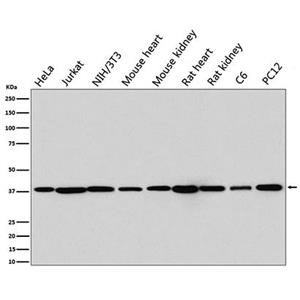 p38 MAPK (14D12)兔单抗,p38 MAPK (14D12) Rabbit Monoclonal Antibody