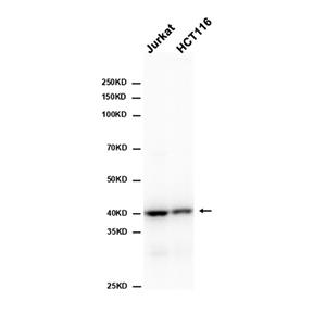 p38 MAPK (14D12)兔单抗,p38 MAPK (14D12) Rabbit Monoclonal Antibody