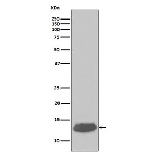 Parvalbumin (17B8)兔单抗,Parvalbumin (17B8) Rabbit Monoclonal Antibody