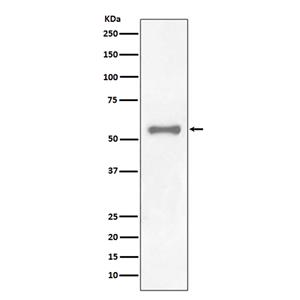 PAX7 (17K19)兔单抗,PAX7 (17K19) Rabbit Monoclonal Antibody