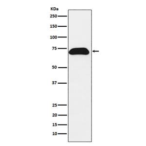 PDZK1 (10M11)兔单抗,PDZK1 (10M11) Rabbit Monoclonal Antibody