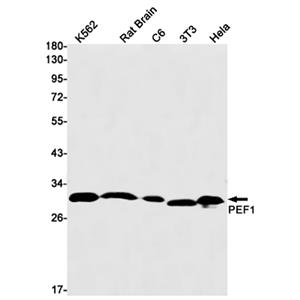 PEF1 (18D15)兔单抗,PEF1 (18D15) Rabbit Monoclonal Antibody