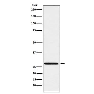 Peroxiredoxin 4  (1T10)兔单抗,Peroxiredoxin 4  (1T10) Rabbit Monoclonal Antibody