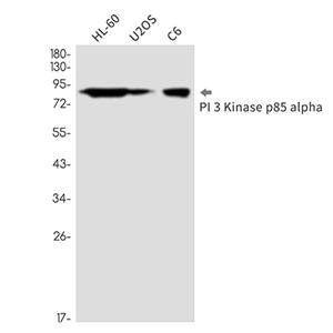 PI 3 Kinase p85 alpha (17X10)兔单抗,PI 3 Kinase p85 alpha (17X10) Rabbit Monoclonal Antibody
