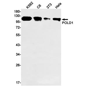 POLD1 (19G10)兔单抗,POLD1 (19G10) Rabbit Monoclonal Antibody