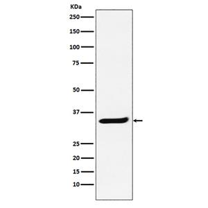 POLR2C (4Z10)兔单抗,POLR2C (4Z10) Rabbit Monoclonal Antibody