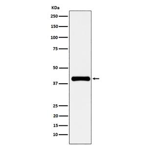 PON1 (19X7)兔单抗,PON1 (19X7) Rabbit Monoclonal Antibody