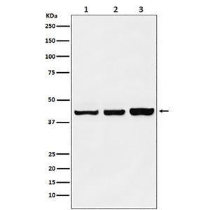 PRMT6 (3R13)兔单抗,PRMT6 (3R13) Rabbit Monoclonal Antibody