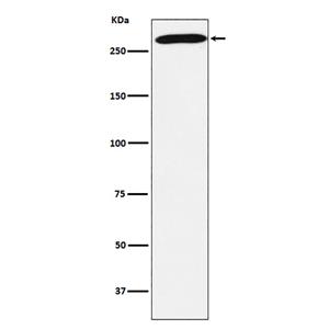 PRPF8 (19L6)兔单抗,PRPF8 (19L6) Rabbit Monoclonal Antibody