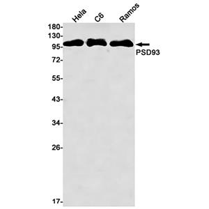 PSD93 (10L1)兔单抗,PSD93 (10L1) Rabbit Monoclonal Antibody
