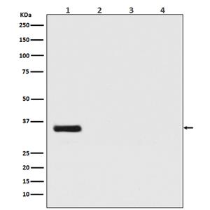Renilla Luciferase (18F5)兔单抗,Renilla Luciferase (18F5) Rabbit Monoclonal Antibody