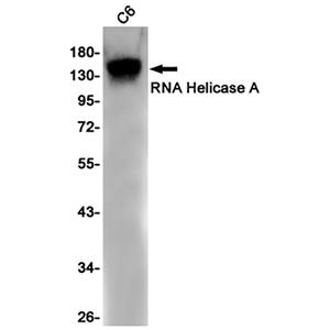 RNA Helicase A (4L3)兔单抗,RNA Helicase A (4L3) Rabbit Monoclonal Antibody