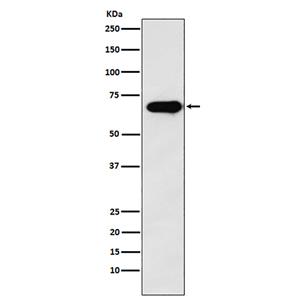 SAM68 (1C18)兔单抗,SAM68 (1C18) Rabbit Monoclonal Antibody
