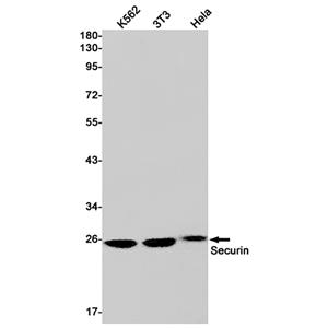 Securin (6K10)兔单抗,Securin (6K10) Rabbit Monoclonal Antibody