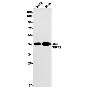 SIRT2 (4O6)兔单抗,SIRT2 (4O6) Rabbit Monoclonal Antibody