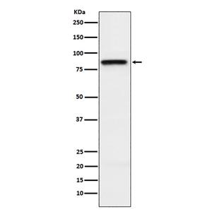 SLAMF1 (5K10)兔单抗,SLAMF1 (5K10) Rabbit Monoclonal Antibody