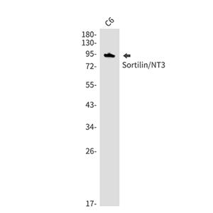 Sortilin (1A13)兔单抗,Sortilin (1A13) Rabbit Monoclonal Antibody