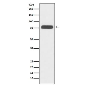 TBR1 (3X17)兔单抗,TBR1 (3X17) Rabbit Monoclonal Antibody