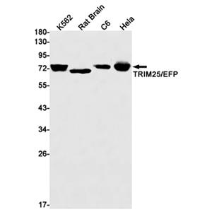 TRIM25 (1S16)兔单抗,TRIM25 (1S16) Rabbit Monoclonal Antibody