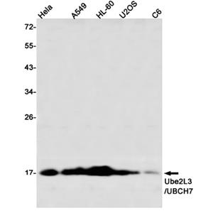 Ube2L3 / UBCH7 (11O13)兔单抗,Ube2L3 / UBCH7 (11O13) Rabbit Monoclonal Antibody