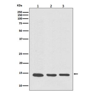 VAMP8 (8R11)兔单抗,VAMP8 (8R11) Rabbit Monoclonal Antibody