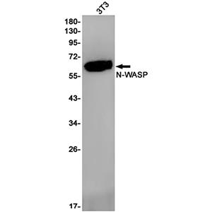 WASL (7C9) Rabbit Monoclonal Antibody | 兔单抗 | EnkiLife恩玑生命