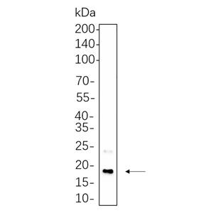 CENP-A Rabbit Monoclonal antibody | 兔单抗 | EnkiLife恩玑生命