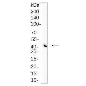Flotillin-1兔单抗,Flotillin-1 Rabbit Monoclonal antibody