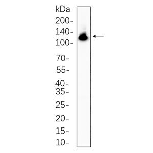 NFkB-p100兔单抗,NFkB-p100 Rabbit Monoclonal antibody