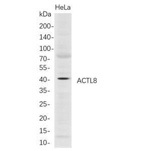 ACTL8兔单抗,ACTL8 Rabbit Monoclonal antibody